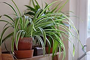 Buy Creative Farmer Live Plant Indoor Spider (Chlorophytum) (1 Healthy ...