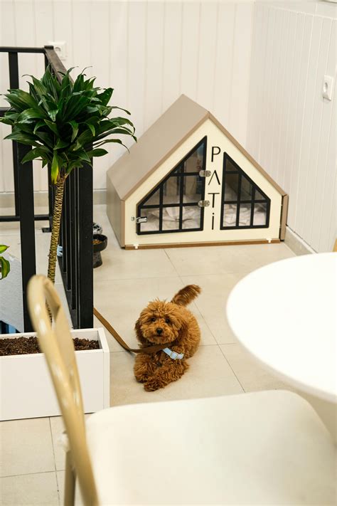 Girls+Knotted+By+Dogs Photos, Download The BEST Free Girls+Knotted+By ...