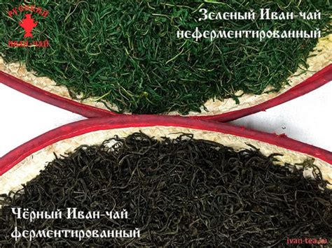 Иван чай — ферментация чая, сбор, заготовка, переработка листьев — как ...