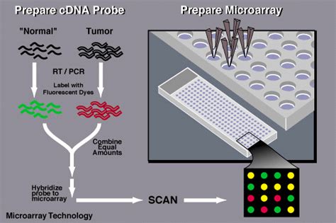 RNA-Seq vs Microarray 的图像结果
