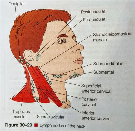 Posterior Lymph Nodes