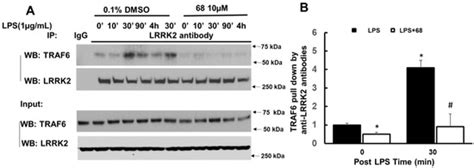 A LRRK2 GTP Binding Inhibitor, 68, Reduces LPS-Induced Signaling Events ...