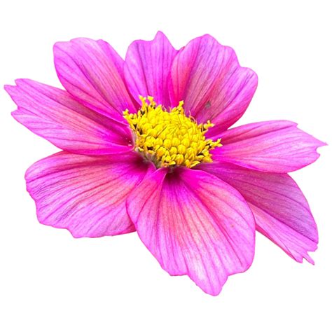 Image result for Flower