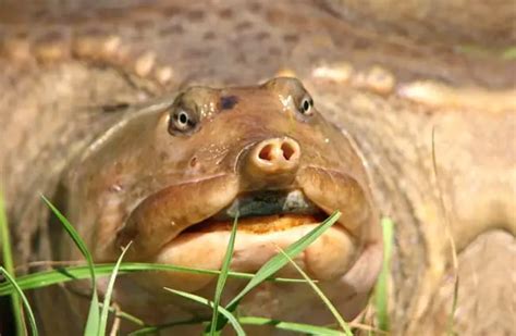 Fastest Softshell Turtle 的图像结果