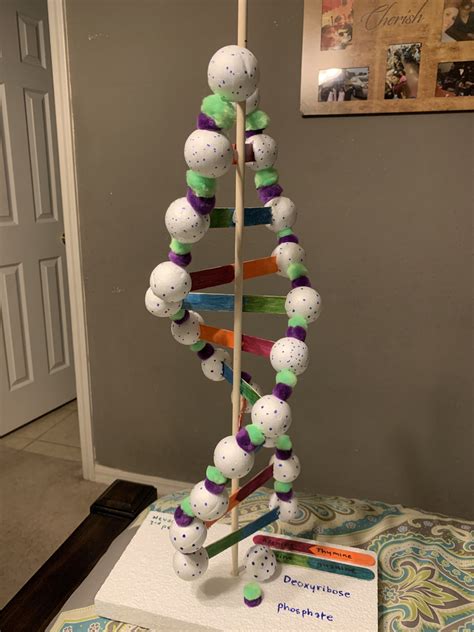 Simple Dna Double Helix Model Project