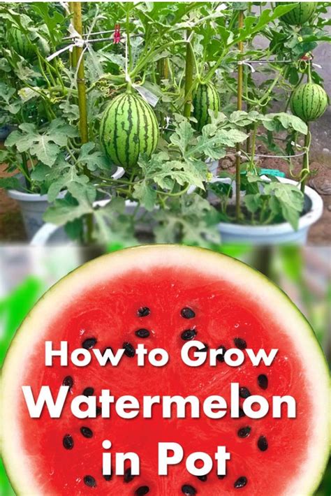 How to Grow Watermelons Vertically in Pots | How to grow watermelon ...