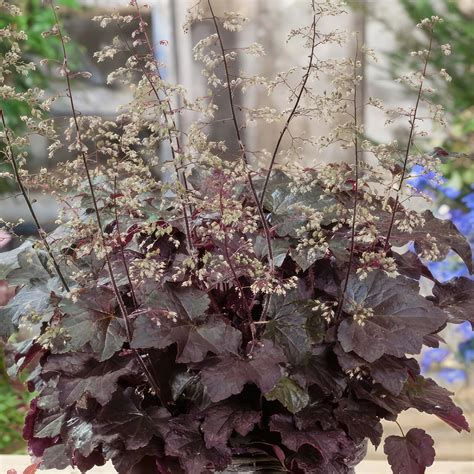 Shop ‘Heuchera Palace Purple Coral Bells’ Care & Info | Planet Desert