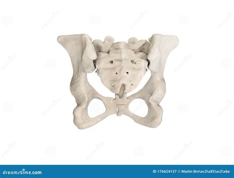 Female Pelvis Bones Anatomy
