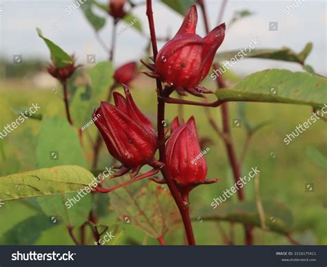 Rosella Flower Hibiscus Sabdariffa Plant Flowers Stock Photo 2216175411 ...