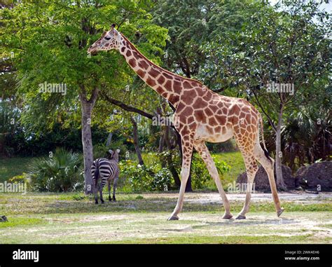 Giraffe And Zebra Background Zebra Giraffes Hi Res Stock Photography