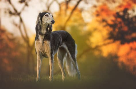 Saluki – A Petter Life