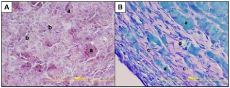 In Vitro and In Vivo Evaluation of a Folate-Targeted Copolymeric ...