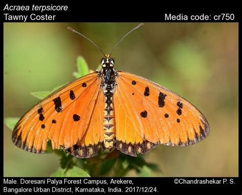 Acraea terpsicore | Butterfly