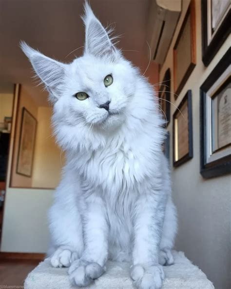 Most Expensive Maine Coon Colors at Jaime Arndt blog