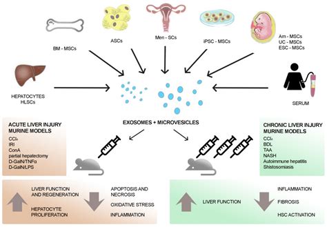 Extracellular Vesicles: A Therapeutic Option for Liver Fibrosis