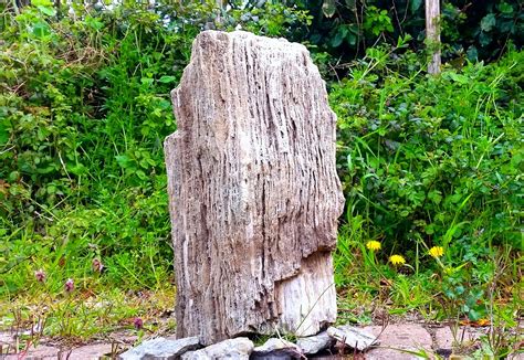 Formation of Fossils 的图像结果