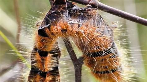 Image result for Exploding Bug