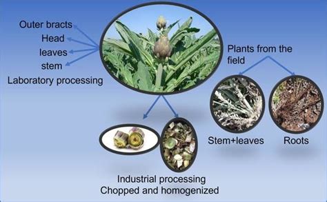 Determination of Pesticide Residues in IV Range Artichoke (Cynara ...