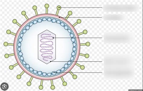 Basic Virus Structure 的图像结果