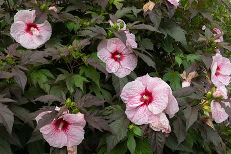 Hibiscus Flower Varieties