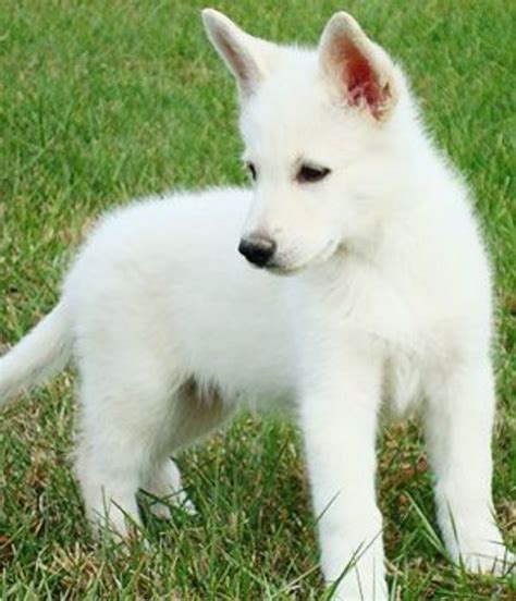 White Shepherd Dog Breed Information, Images, Characteristics, Health