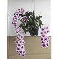 Florona Dendrobium Orchid Seedling Plants " White Orange Lip " 1 ...