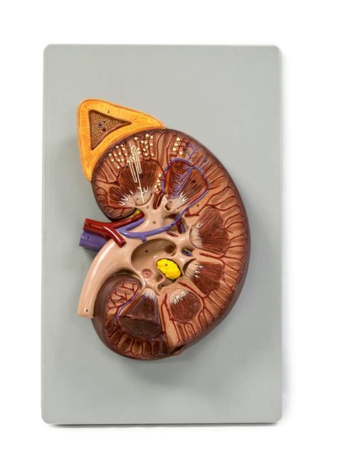 Buy Vision Scientific VAU450-N 3X d Kidney Model Shows Internal ...