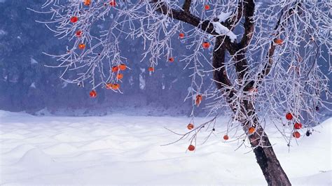 Bing Wallpaper Winter Scenes 的图像结果