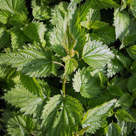 urtica urens homeopathic medicine