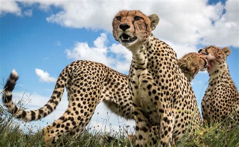 Big Cat Initiative Data Helps Scientists to List Cheetahs as Endangered ...