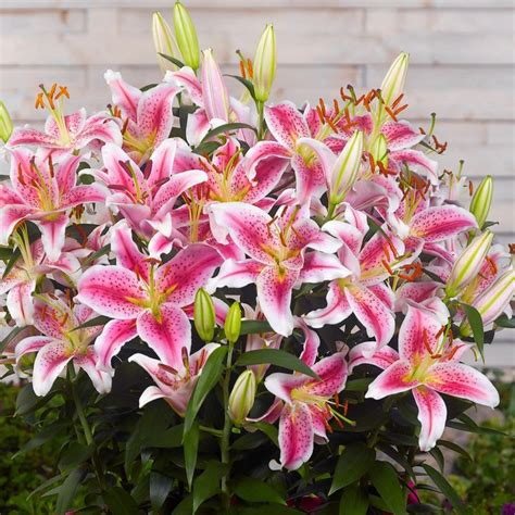 Buy oriental lily StarGazer bulb Lilium 'Star Gazer': Delivery by ...