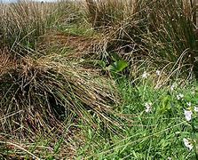 Image result for Hare Nest