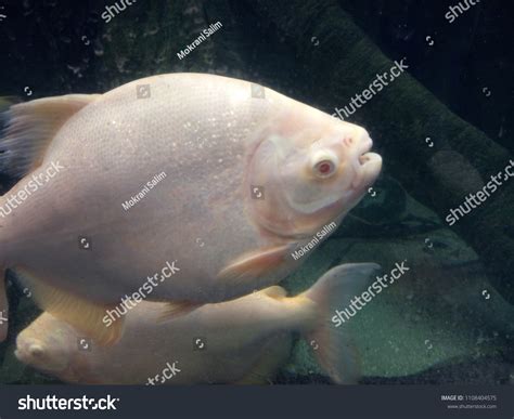 Image result for Poisson Animal