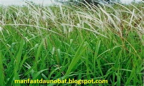 manfaat alang alang bagi kesehatan tubuh