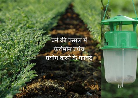 Benefits of using pheromone trap in gram crop