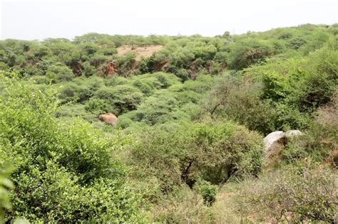 LG, CM and Dy CM undertake joint visit to Asola - Bhatti Mines forest ...