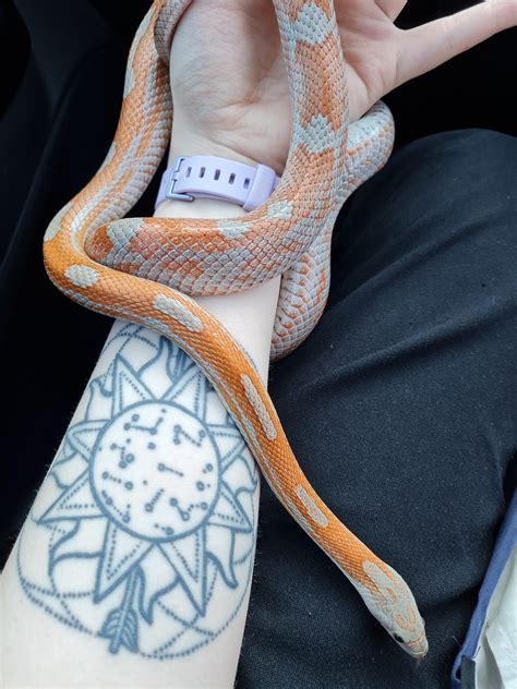 Blue Motley Corn Snake
