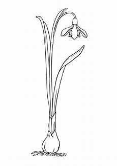 kinder malvorlagen narzisse malvorlage schneegl 246 ckchen bilder zum ausmalen ausmalen kinder malvorlagen narzisse malvorlage schneegl 246 ckchen bilder zum ausmalen ausmalen