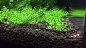 TUNAI Platinum Aquarium Soil Aqua Soil Planted Substrate Price in India ...