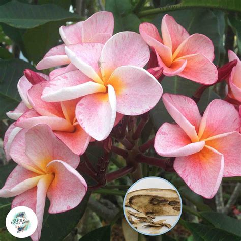 20 Thai Banyen Plumeria Frangipani Flower Seeds - JSPSeeds