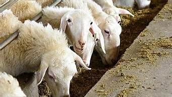 养羊50只一年赚多少钱(养多少羊一年能挣十万)_金纳莱网