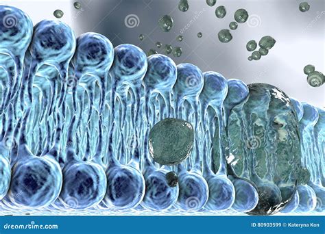 Image result for Cellular Diffusion