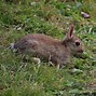 Image result for European Rabbit Baby