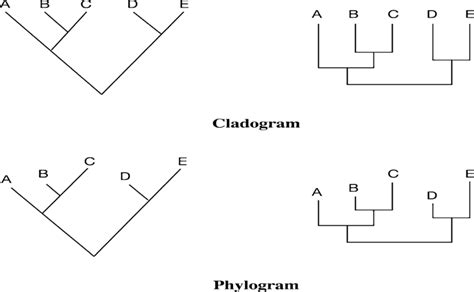 7.3 Phylogenetics - Interactive Biology Textbook for Secondary School ...