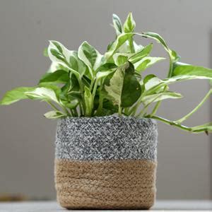 Home Decorz Store, Modern Jute Planter, B Plant Pot Cover, Beautiful ...