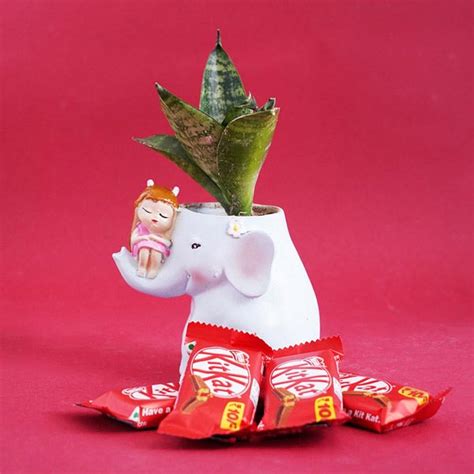Send Elephant Snake Plant Pot with Kit Kat Combo Online - GAL21-99210 ...