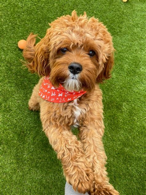 Image result for Rolo Algorithm Explained