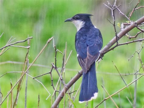 Jacobin Cuckoo,ચાતક