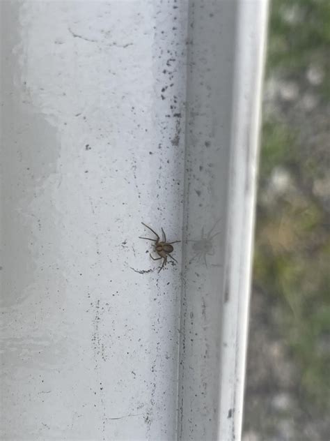 ID request please. I’m in eastern TN. Best picture I could get. I just want to make sure he’s ...