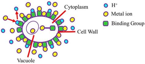 Biosorption: An Interplay between Marine Algae and Potentially Toxic ...